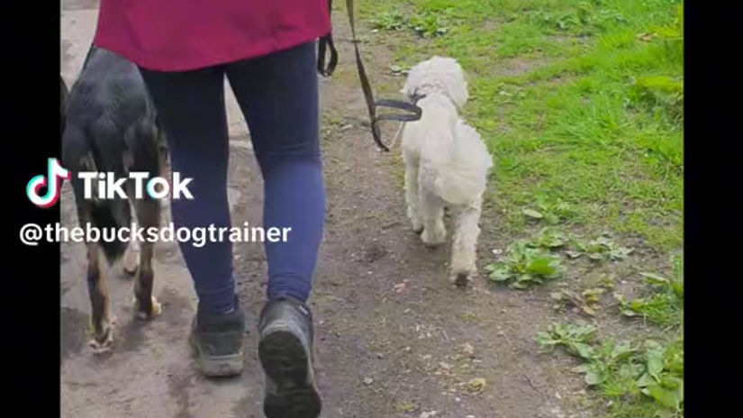 Loose-Lead and Heeling With Six Dogs